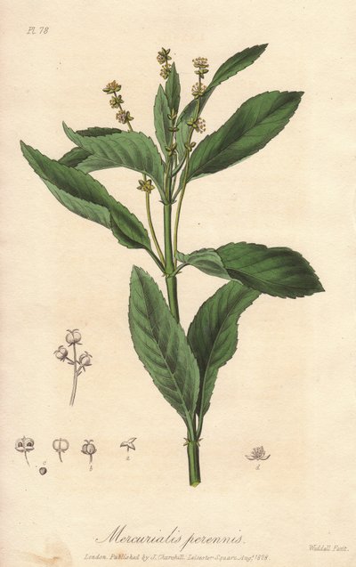 Mercuriale perenne o cavolo cane perenne (Mercurialis perennis) - Acquaforte di William Clarke per illustrare “Botanica medica, descrizione delle piante medicinali di Londra, Edimburgo e Dublino” di John Stephenson e James Morss Churchill da Unbekannter Künstler