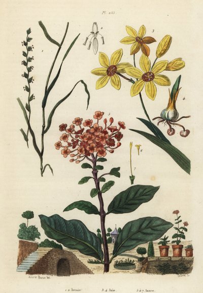 Loglio perenne, Lolium perenne 1,2, giglio africano maculato, Ixia maculata var da Unbekannt
