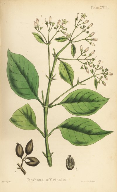 Albero della corteccia peruviana o albero della chinina, Cinchona officinalis. Litografia colorata a mano di Henry Sowerby da Flora Homeopathica di Edward Hamilton, Bailliere, Londra da Unbekannter Künstler