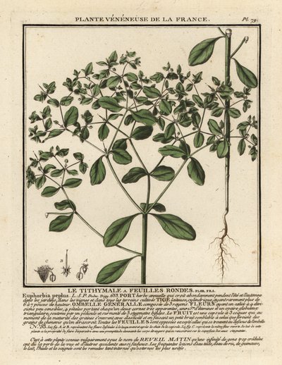 Euforbia minore, Euphorbia peplus da Unbekannter Künstler