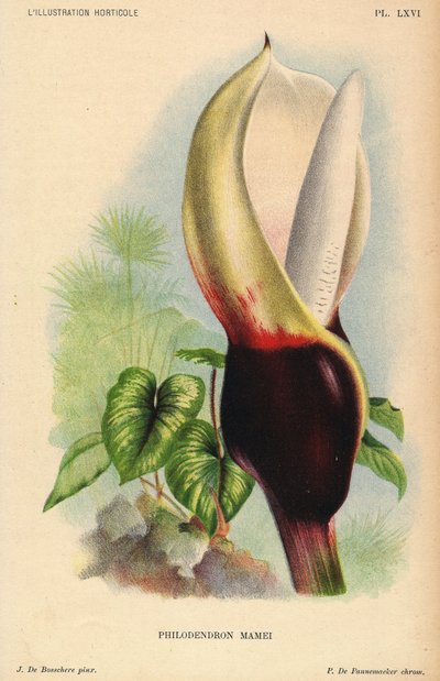 Philodendron mamei con infiorescenza bianca e rosso sangue. Pianta esotica tropicale. Illustrazione di J. de Bosschere, litografia di P.de Pannemaeker, pubblicata intorno al 1880 a Gand (Belgio), in L