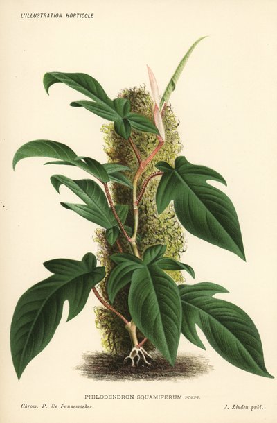 Pianta di fogliame di Philodendron squamiferum. Cromolitografia di Pieter de Pannemaeker da Jean Linden