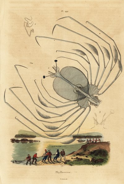 Stadio larvale Phyllosoma di un