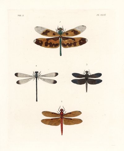 Libellula alata, Rhyothemis variegata, Neurothemis fulvia, Neurothemis tullia, e Palaemnema paulina da Unbekannter Künstler