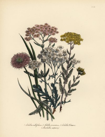 Achillea millefoglie a fiori rosa, Achillea tomentosa, Achillea clavenae, e Marshallia caespitosa da Unbekannter Künstler