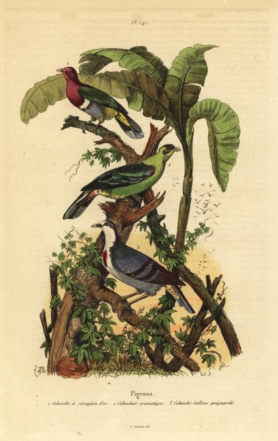 Colomba fruttata dalla testa rosa, Ptilinopus porphyreus, piccione verde di Buru, Treron aromaticus, e colomba sanguinante di Luzon, Gallicolumba luzonica da Unbekannt