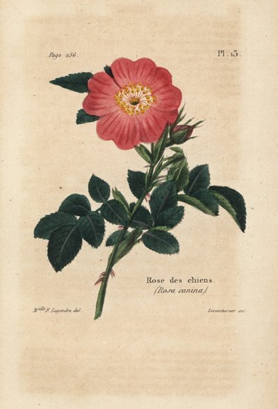 Cane rosa, Rosa canina. Litografia colorata a mano di Lecouturier da un