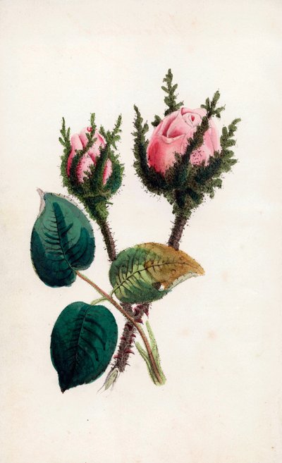 Muschio rosa, Rosa muscosa da Unbekannter Künstler