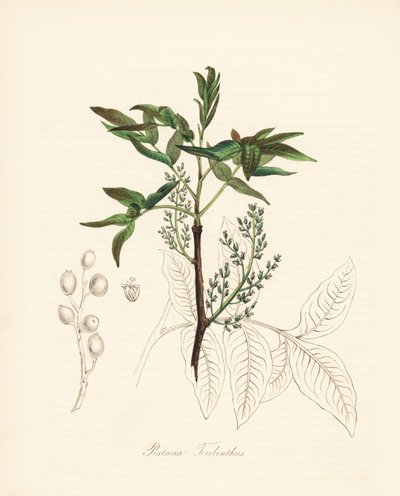 Pistacia terebinthus. Litografia colorata a mano di C. Chabot disegnata da Miss M. A. Burnett da "Plantae Utiliores: o Illustrazioni di Piante Utili", Whittaker, Londra da Unbekannter Künstler