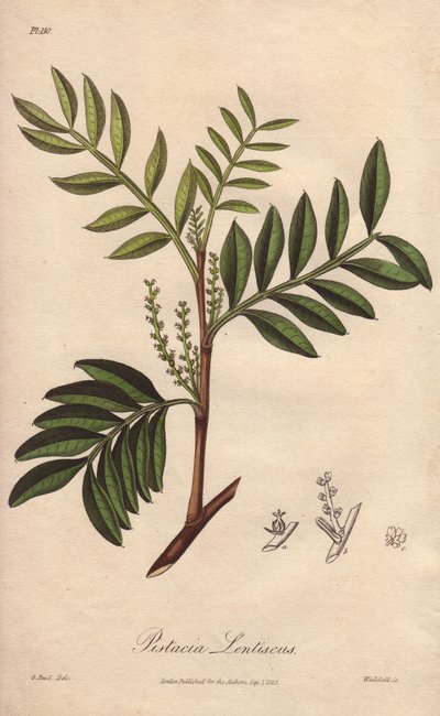 Lentisco (Pistacia lentiscus) - Acquaforte di William Clarke per illustrare “Botanica medica, descrizione delle piante medicinali di Londra, Edimburgo e Dublino” di John Stephenson e James Morss Churchill da Unbekannter Künstler