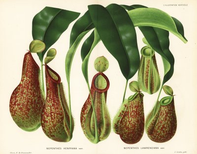 Varietà di piante carnivore, specie di Nepenthes (Nepenthes henryana, Nepenthes lawrenciana). Cromolitografia di P. de Pannemaeker da l