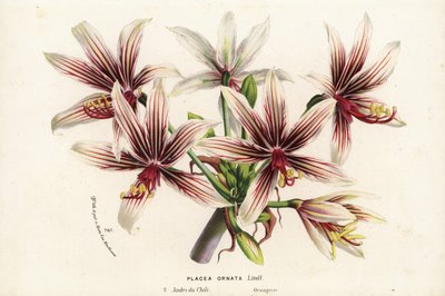 Placea ornata, originaria del Cile. Litografia a mano colorata da Louis van Houtte e Charles Lemaire