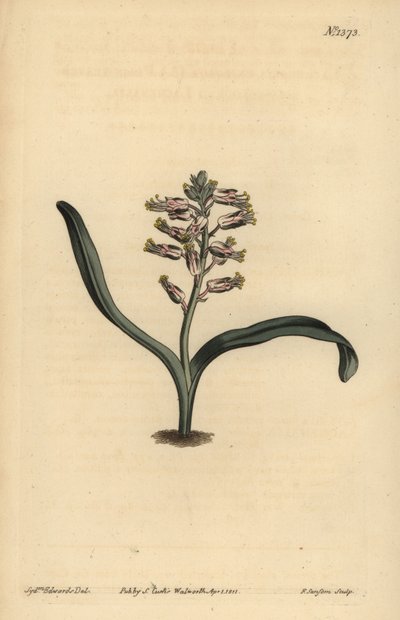Lachenalia unicolor da Unbekannt