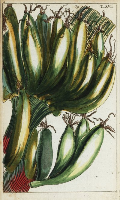 Platani, Musa x paradisiaca da Unbekannter Künstler