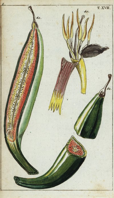 Platani, Musa x paradisiaca da Unbekannter Künstler