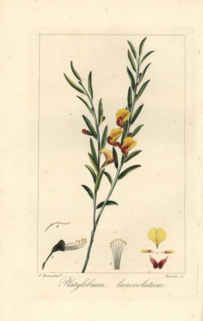Platylobium lanceolatum, nativo dell