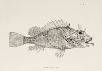Pesce scorpione, c. 1832-1836 da Unbekannter Künstler
