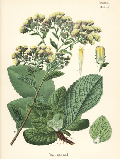 Inula conyza, Chromolitografia da un