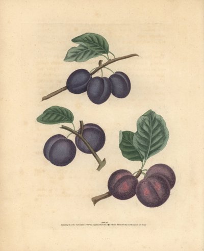 Varietà di prugne, Prunus domestica: Tours, Prugna precoce di Lawrane e Orleans. Incisione a mano colorata di George Brookshaw da Pomona Britannica, Londra, Longman, Hurst, ecc. da Unbekannter Künstler