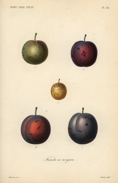 Prugne e susine, Prunus domestica da Unbekannt