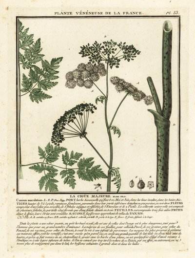 Cicuta maggiore, Conium maculatum da Unbekannter Künstler