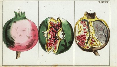 Frutto di melograno, Punica granatum da Unbekannter Künstler