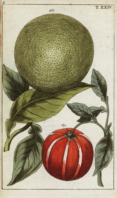 Pomelo o pummelo, Citrus maxima da Unbekannter Künstler