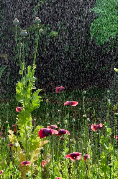 Papaveri (Papaver somniferum) e capsule di semi sotto la pioggia estiva, Gower, Galles del Sud da Unbekannter Künstler
