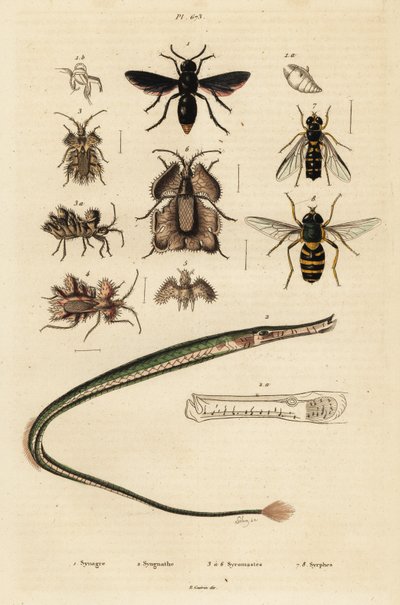 Vespa vasaia, pesce ago, cimice dorata e mosca volante, 1834-1839 (incisione) da Unbekannter Künstler