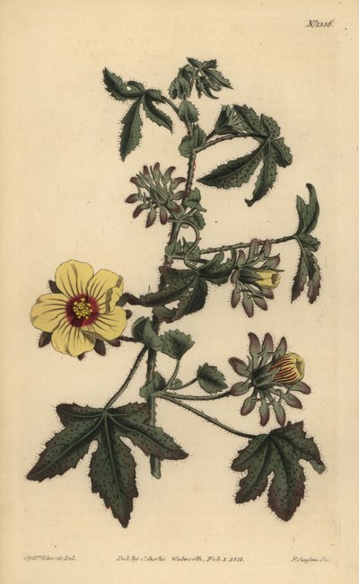 Ibisco a stelo spinoso, Hibiscus surattensis da Unbekannt