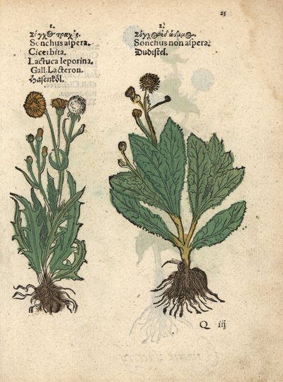 Cardo spinoso, Sonchus asper, e cardo liscio, Sonchus oleraceus. Incisione a mano colorata su legno di un