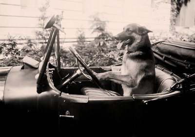 Cane poliziotto vincitore di premi Alex al volante di un