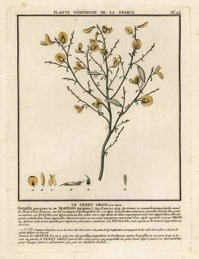 Ginestra purgante, Cytisus purgans da Unbekannter Künstler