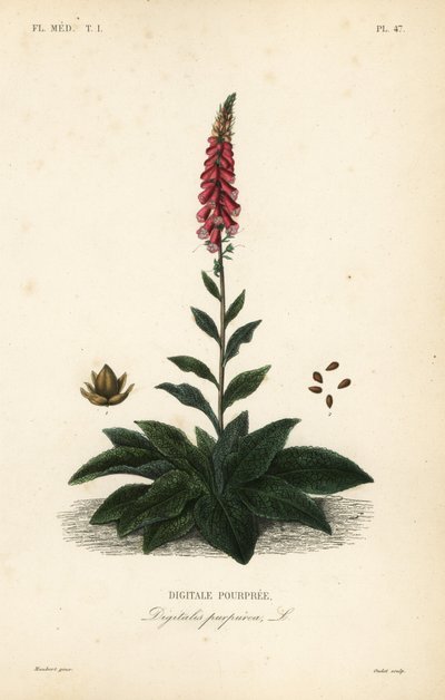 Digitale purpurea da Unbekannt