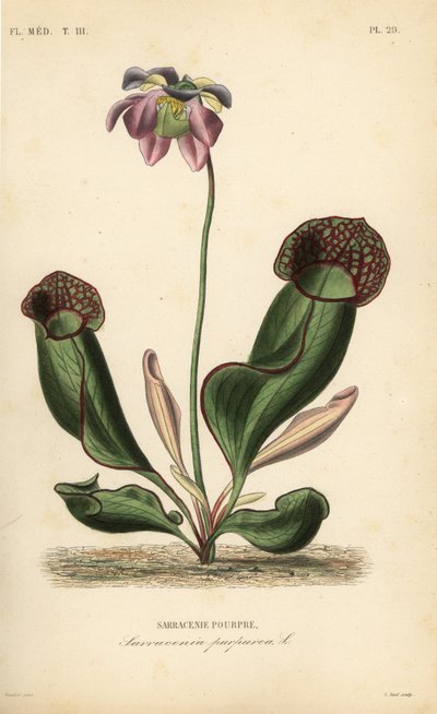 Sarracenia purpurea da Unbekannt