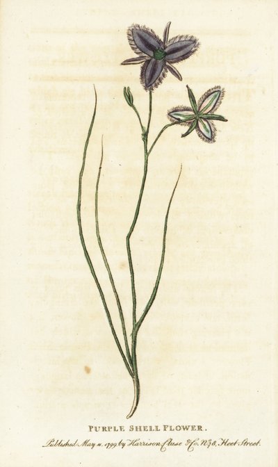 Fiore di conchiglia viola del Nuovo Galles del Sud, Australia da Unbekannter Künstler