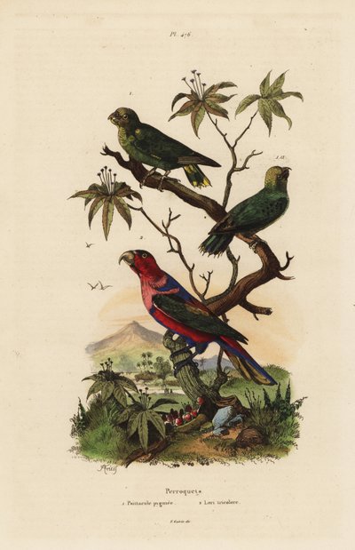 Pappagallo pigmeo, Micropsitta pusio, e lori dal cappuccio nero, Lorius lory da Unbekannt