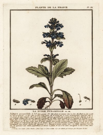 Bugola piramidale, Ajuga pyramidalis da Unbekannter Künstler