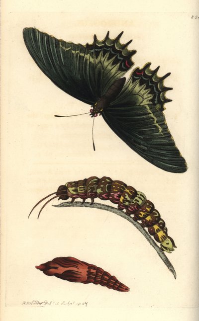 Farfalla regina o androgeo, Papilio androgeus, con bruco e crisalide. Illustrazione disegnata e incisa da Richard Polydore Nodder. Incisione a rame colorata a mano dal 