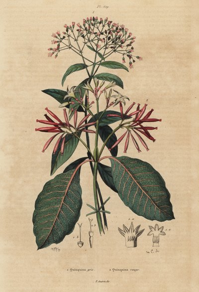 Chinino, Cinchona officinalis 1 e Ladenbergia oblongifolia, vulnerabile, 2 da Unbekannt