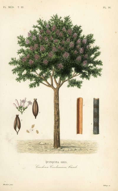 Corteccia di china, Cinchona officinalis, Cinchona condaminea da Unbekannt