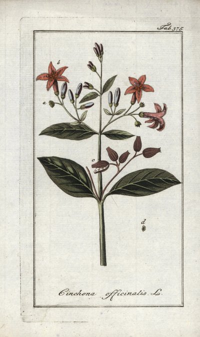 Chincona (Cinchona officinalis) da Unbekannter Künstler