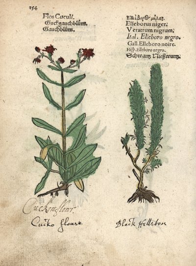 Lychnis flos-cuculi e Veratrum nigrum. Incisione su legno colorata a mano da un