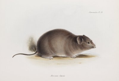 Ratto, c. 1832-1836 da Unbekannter Künstler