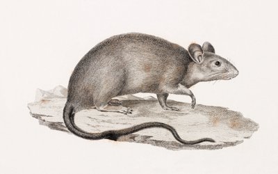 Ratto di Alessandria da Unbekannt