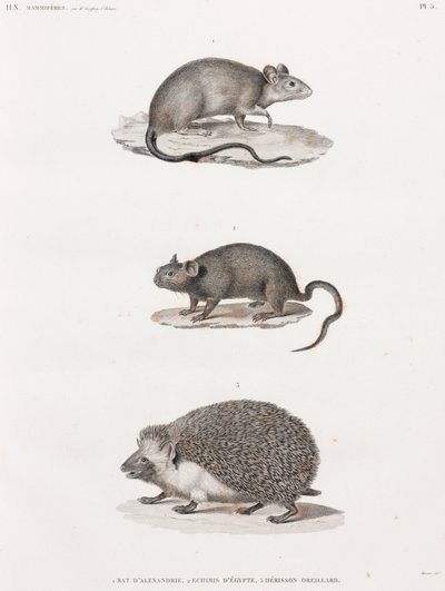Ratto di Alessandria; Echimis dall