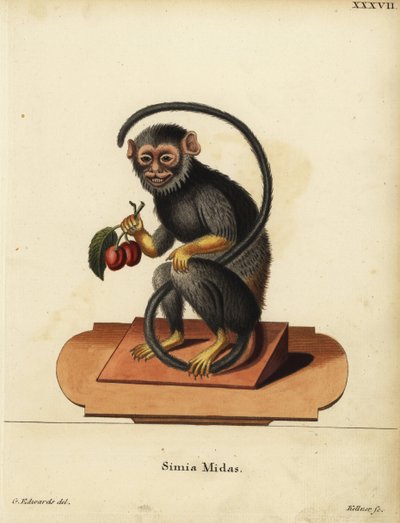 Tamarino dalle mani rosse o dorate, Saguinus midas. Simia midas. Incisione a mano colorata su rame di Joseph Kellner dopo un