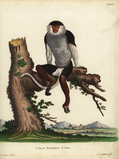 Douc dalle gambe rosse, Pygathrix nemaeus. In pericolo. Simia nemaeus Linn. Incisione a mano colorata su rame di Johann Sebastian Leitner dopo un