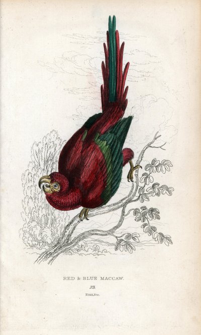 Ara rossa, Psittacus macao da Unbekannter Künstler