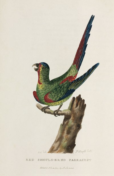 Pappagallo dalle spalle rosse, Australia, c 1788 da Unbekannter Künstler